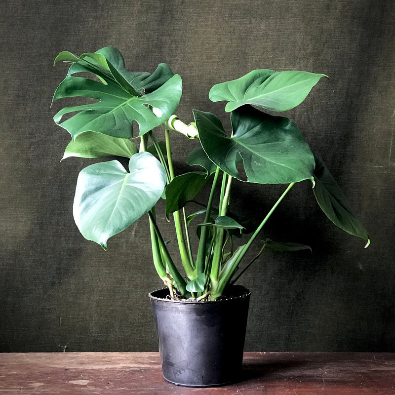 Monstera