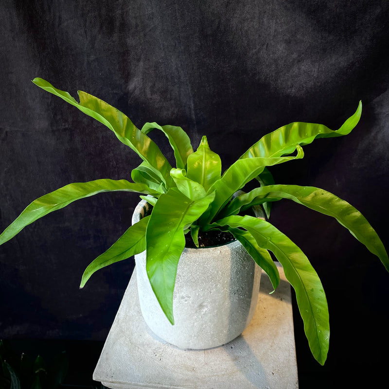 Bird's Nest Fern