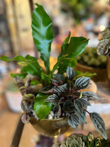 Mushroom Planter