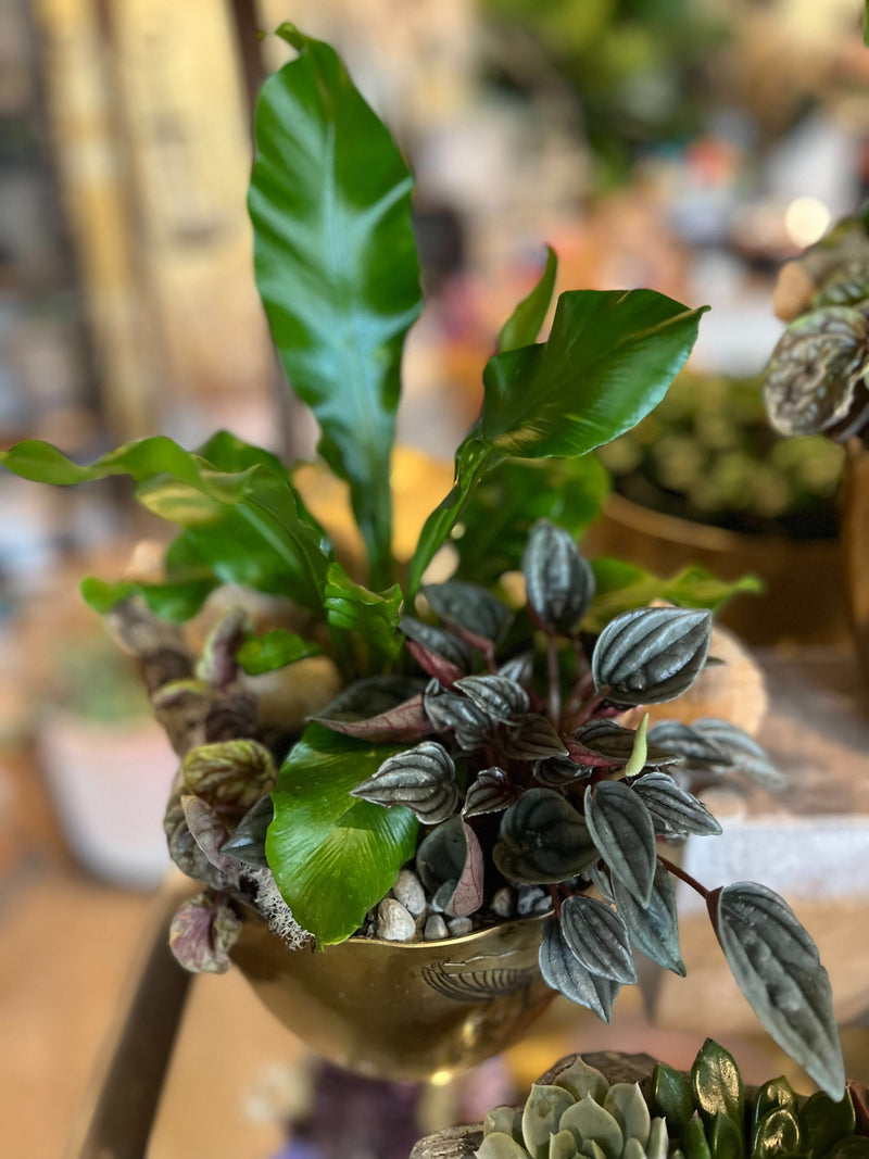 Mushroom Planter