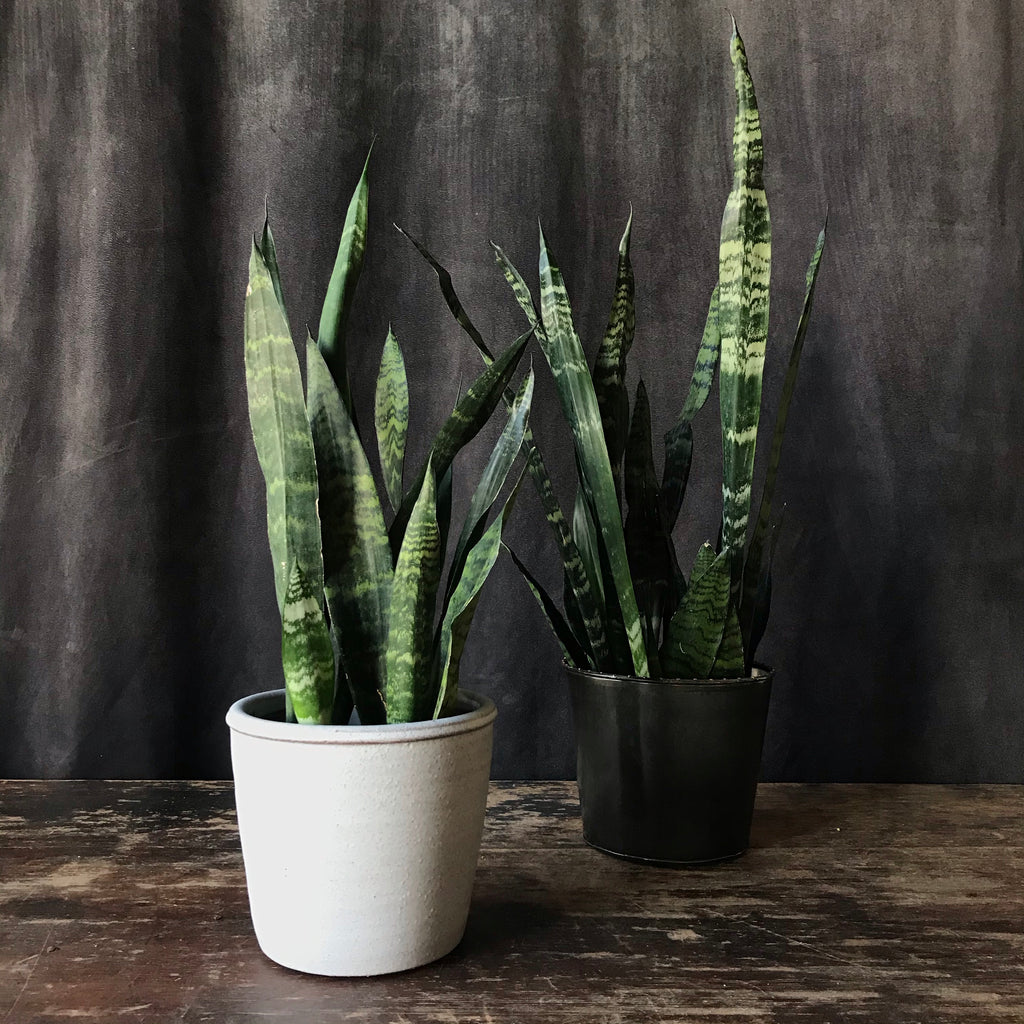 snake plant pinterest Shop Sansevieria 'Black Coral'