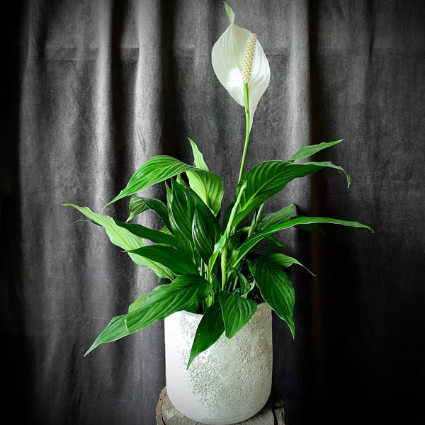 Spathiphyllum
