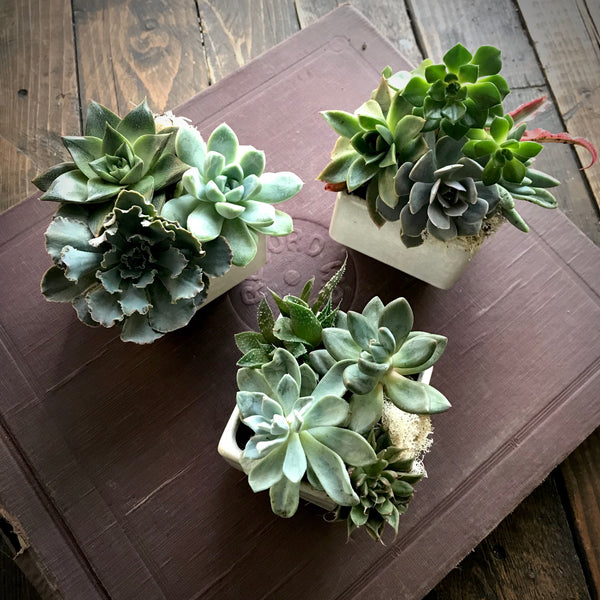 Miniature succulent garden