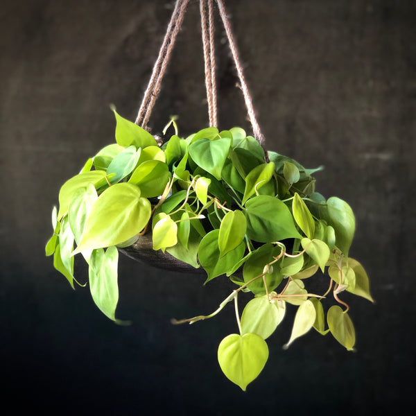 Heartleaf Philodendron Lemon