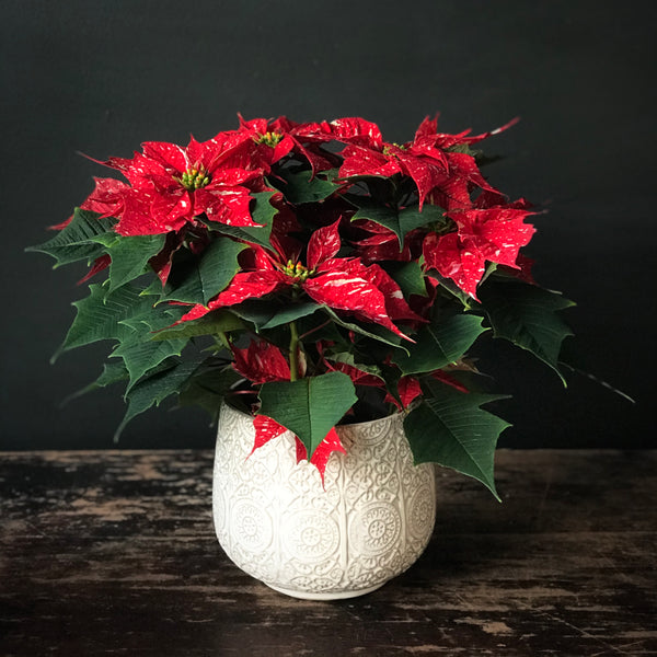 Red Variegated Poinsettia