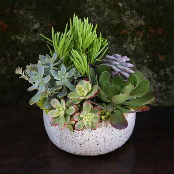 desktop succulent garden Designer's Choice Succulent Garden